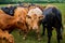 A brown and black cattle herd on grassland, group of cows and calfs roaming on the field, young and older cows in