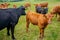 A brown and black cattle herd on grassland, group of cows and calfs roaming on the field, young and older cows in beautiful