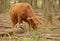 Brown and black cattle in the large Peel of North Limburg, the Netherlands.