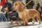 Brown and black dachshunds in Hamelin