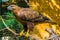 Brown with black eagle sitting on a tree branch in the aviary, big bird of prey