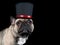 Brown and Black French Bulldog wearing a top hat looking at camera isolated on black