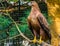 Brown with black hawk sitting on a tree branch, popular aviary pet, large bird of prey