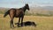 A brown and black horse grazes in an alpine meadow surrounded by its herd with small foals. The farm. Horse breeding