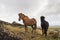 Brown and black Icelandic horses standing on the moss covered hill, Iceland