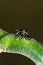 Brown and black Jumping spider salticidae sitting on a leaf, Amazon Jungle, Madre de Dios, Puerto Maldonado, Peru