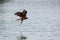 Brown black kite hold fish after hunt. Milvus migrans