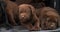 Brown and Black Labrador Retriever, Puppies in the Trunk of a Car, Yawning, Normandy in France, Slow Motion