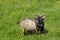 Brown and black male goat eating grass