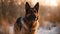 Brown black Old German Shepherd Dog stand, stare and look at something after playing in the nature, snowy ice in his face