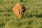 Brown and black pregnant goat with horns grazing