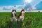Brown and black Siberian Husky couple on grassy green field against blue sky with clouds.