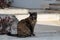 A brown black spotted stray wild cat with bitten off ear on a coastal road i Portugal