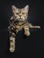 Brown and black tabby American Shorthair cat kitten laying down with paws hanging over edge isolated on black background looking a