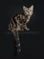 Brown and black tabby American Shorthair cat kitten sitting backwards looking over should at camera isolated on black background