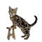 Brown and black tabby American Shorthair cat kitten standing side ways with front paws on little wooden stool looking at camera sh