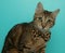 brown and black tabby cat wearing a cheetah bow tie close up portrait