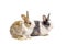 Brown and black two rabbits animal small bunnies easter is sitting and funny happy animal have white isolated background