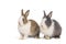 Brown and black two rabbits animal small bunnies easter is sitting and funny happy animal have white isolated background