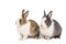 Brown and black two rabbits animal small bunnies easter is sitting and funny happy animal have white isolated background