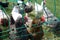 Brown, black and white chicken behind chain-wire fencing in a grass compound . farm animals behind fence in Kamp Lintfort .