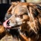 Brown, Black and White Dog Licking Nose with Eyes Closed