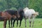 Brown Black and White Horses