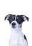 Brown, black and white Jack Russell Terrier posing in a studio, the dog looks straight into the camera, headshot