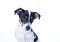 Brown, black and white Jack Russell Terrier posing in a studio, the dog looks straight into the camera, headshot