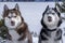 Brown, black and White Siberian Husky dogs winter sunny landscape.