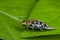 A brown, black and white tumbling flower beetle