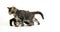 Brown Blotched Tabby Maine Coon Domestic Cat, Kittens playing against White Background, Normandy in France,