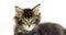 Brown Blotched Tabby Maine Coon Domestic Cat, Portrait of Kitten against White Background, Normandy in France