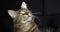Brown Blotched Tabby Maine Coon Domestic Cat, Portrait of Male against Black Background, Normandy in France, Slow motion