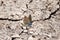 Brown, Blue and Orange Resting on Cracked Dry Ground