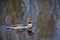 Brown and blue reflection of trees and sky in water of Swan Lake with common merganser swimming through