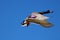A brown, blue, yellow and purple mallard duck in flight with a blue sky at Kenneth Hahn Park