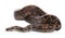 Brown boa constrictor on background. Exotic snake