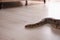 Brown boa constrictor crawling on floor