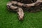 Brown boa constrictor on green grass