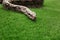 Brown boa constrictor on green grass