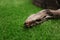 Brown boa constrictor on green grass