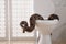 Brown boa constrictor on toilet bowl