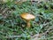 Brown bolete mushroo in the forest