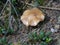 Brown bolete mushroo in the forest