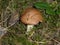 Brown bolete mushroom in the forest