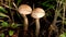 Brown boletus mushroom growing in autumn forest. Edible mushroom in wood.