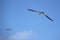 Brown boobies flying against a blue sky.