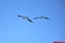 Brown boobies flying against a blue sky.