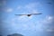 Brown boobies flying against a blue sky with clouds.